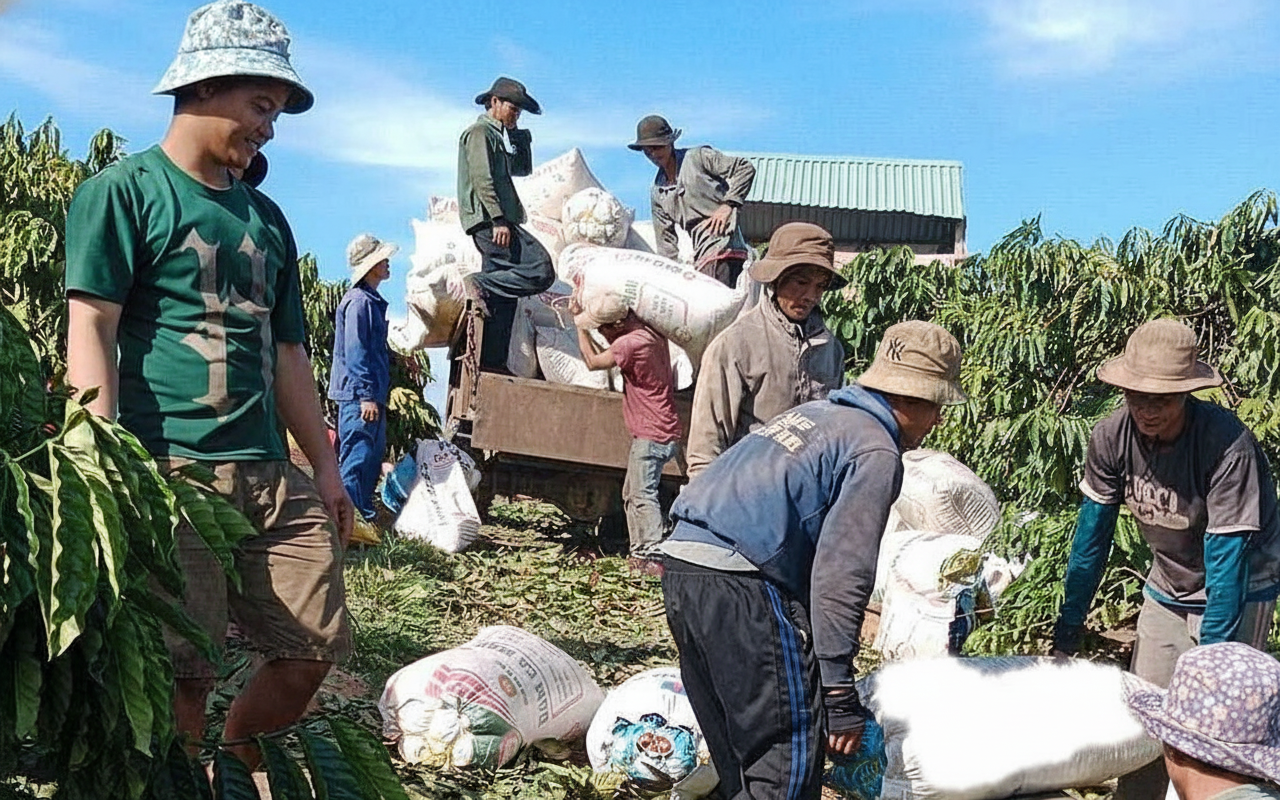 nông dân thu hoạch cà phê Kon Tum nông dân thu hoạch cà phê Kon Tum