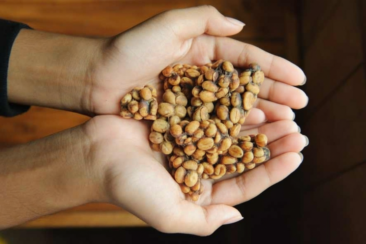 Cà phê chồn Pleiku Cà phê chồn Pleiku